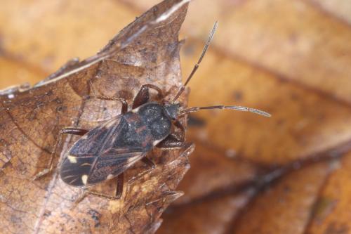 Réf. 315 611 : Eremocoris podagricus